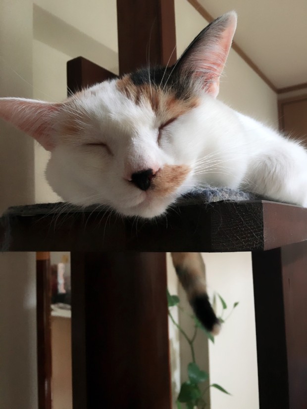 255CBEA1-2AF6-4B04-BFDB-D8E4419E853A