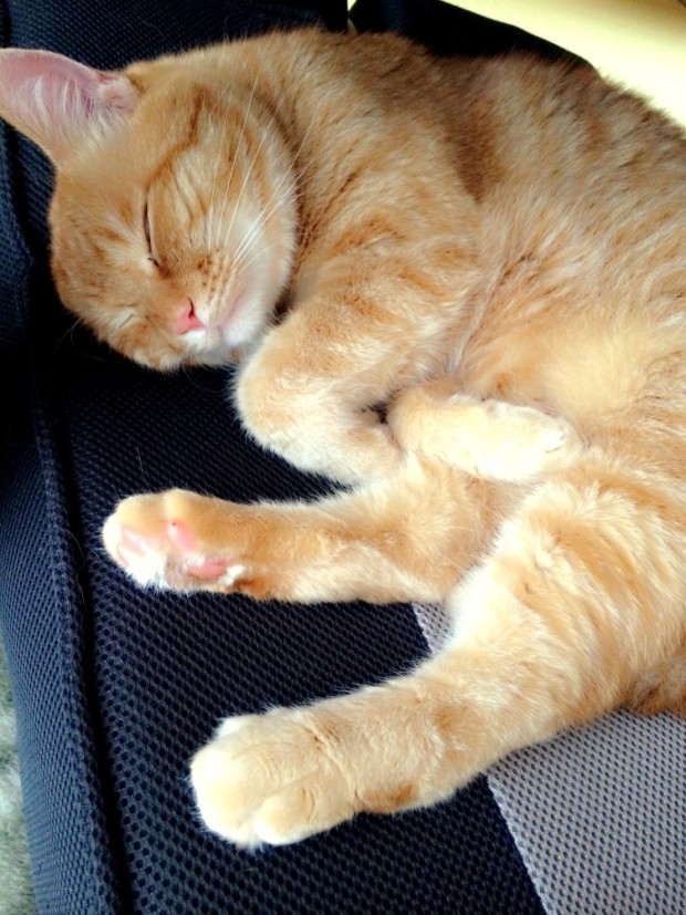 CEF97E6D-9F26-4C89-BCBB-C7D85CB1DD22