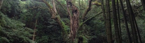 武雄神社・ゆかり