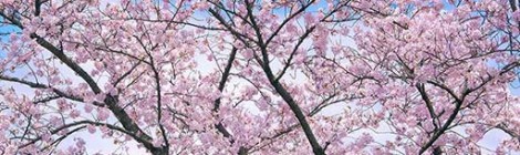 🌸ちかです🌸