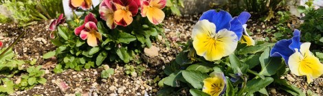 名前はあき(亜紀)ですが、もう春ですね🌸