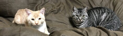 わが家の癒しです🐈‍⬛💓🐈