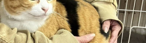 『ねこだんご(ФωФ)』