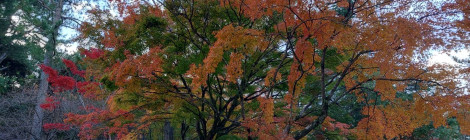 紅葉に彩られた長崎国際へ